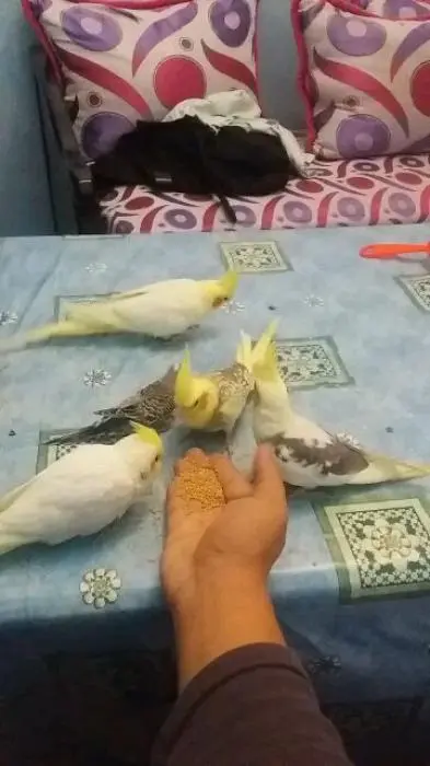 Calopsitte كلوبسيت مدرب