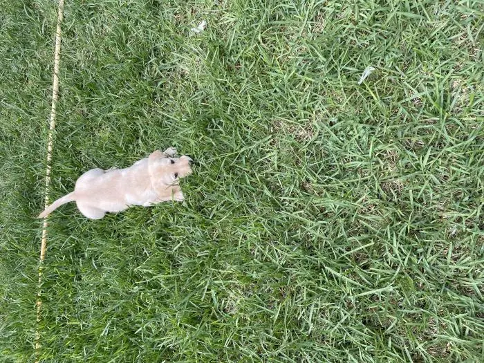 Labrador femelle 2mois