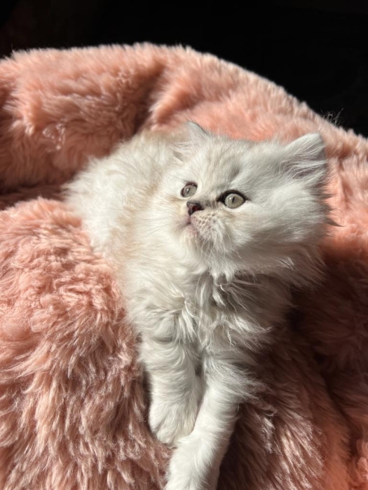 Scottish straight mâle