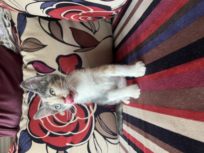 Very playful kitten-Female