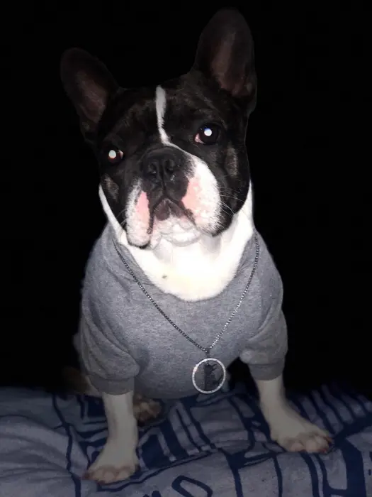 Bulldog Français à vendre