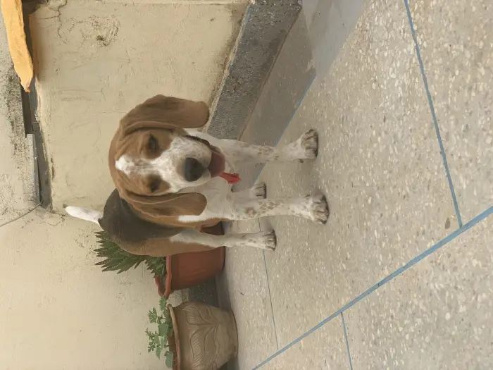 Beagle MALE🐶