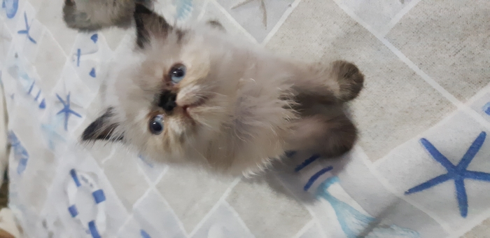 Chaton persan himalayen