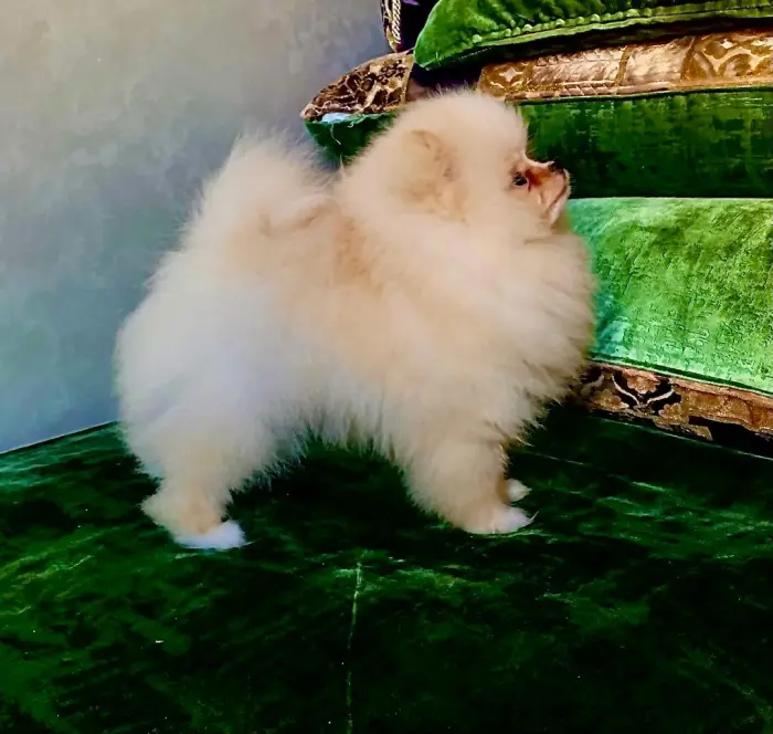 Pomairanien Top qualité