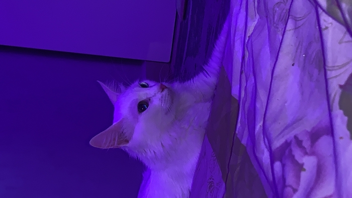 Rouidate15avenuemoulayabdallah