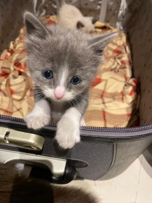 Lla nebelung / sacre de birmanie