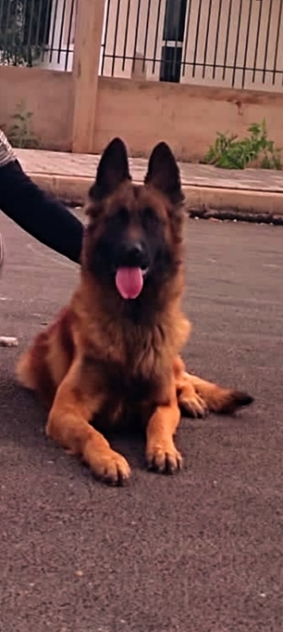 Berger belge Tervuren