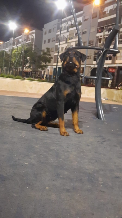 Femelle rottweiler race pure age 6 mois