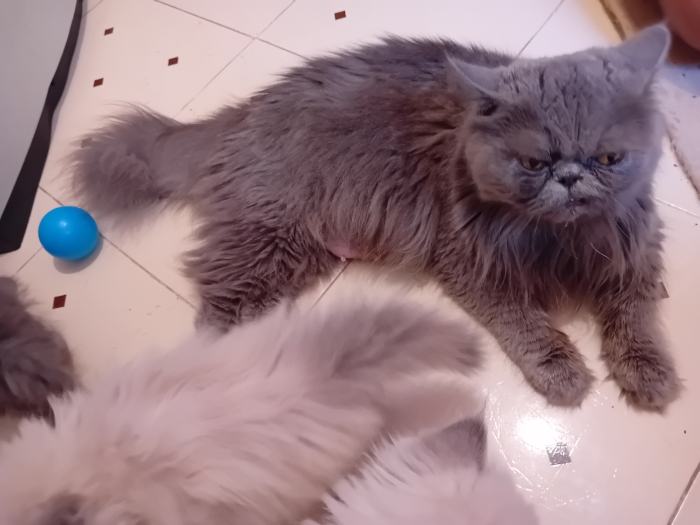 Persan femelle adult pur race