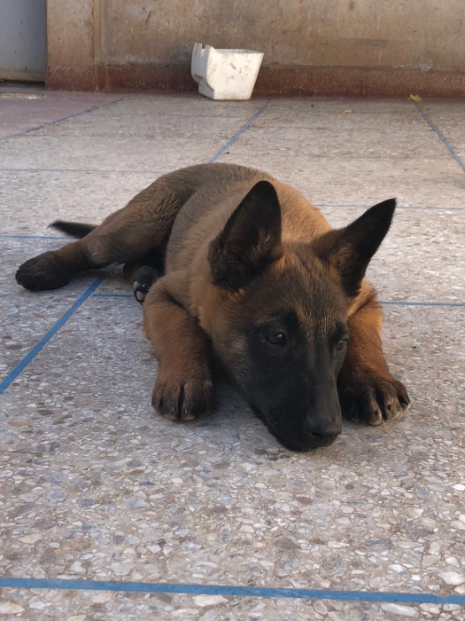 Des chiots charbonnees pure race