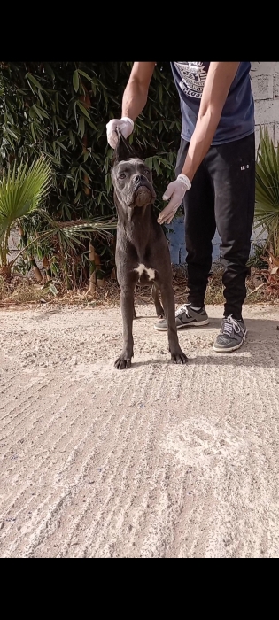Femelle cane corso