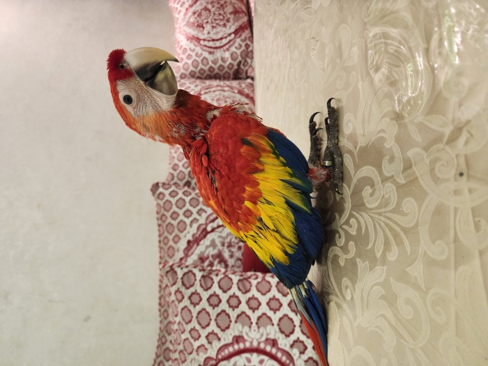 Perroquet ara macoa scalete