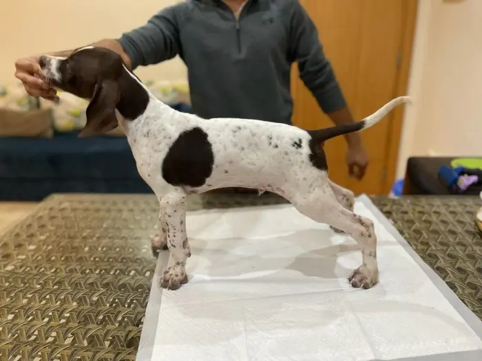 Pointer anglais a vendre