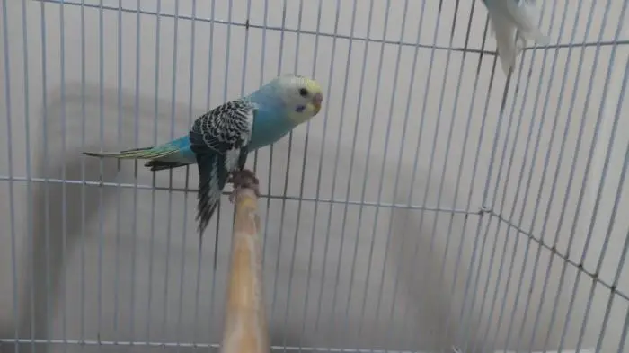 Perruche ondulé salaha avec son bébé