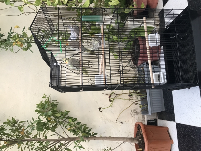 4طيور الكوكتيل + القفص
