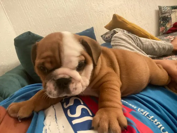 Chiens bulldog anglais