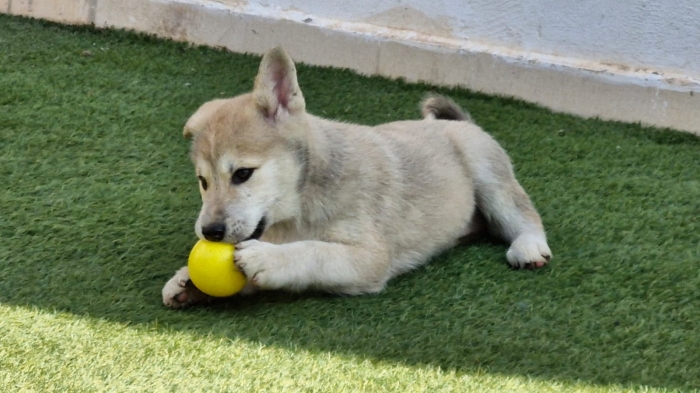 Chiots Huskita à vendre – Mâles et Femelles