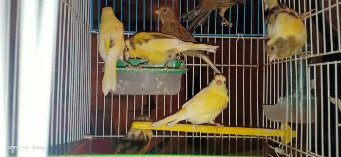 طيور الكناري