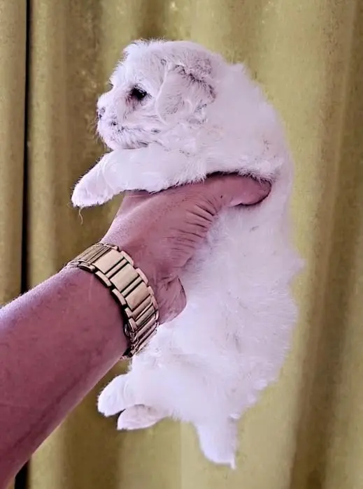Bichon maltais toy
