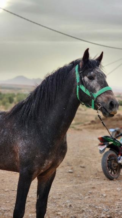 Poulain 2ans et demi