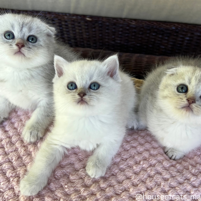 Chatons Scottish straight