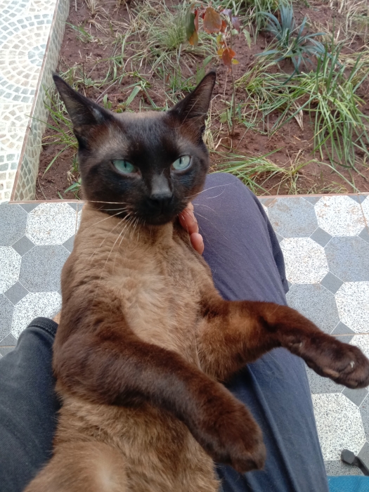 Chat siamois pure race disponible à Rabat et Casablanca