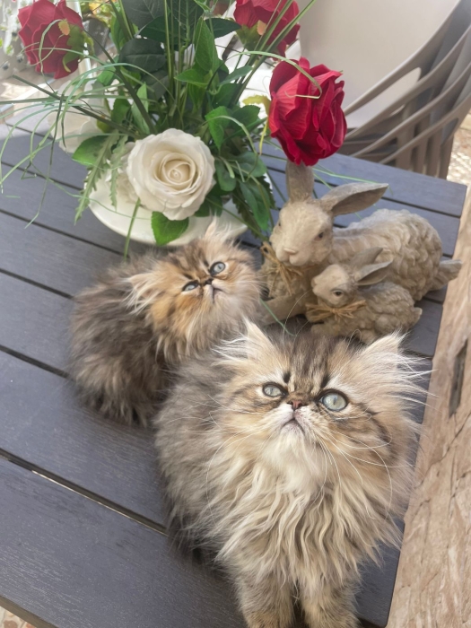 Chat persan chinchilla