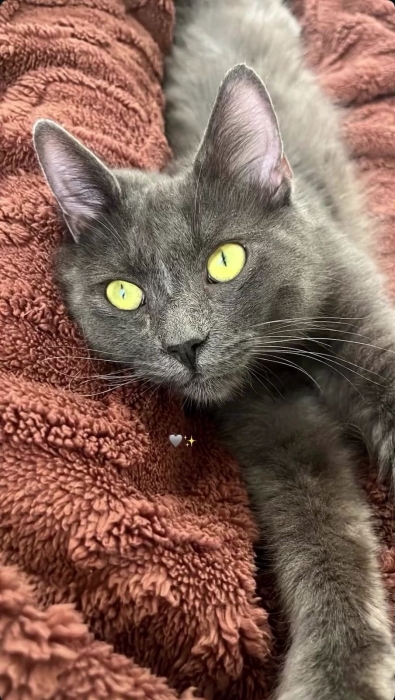 Neblung chats a marrakech