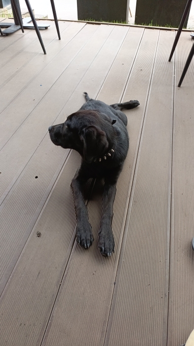 Labrador noire 3mois et demi