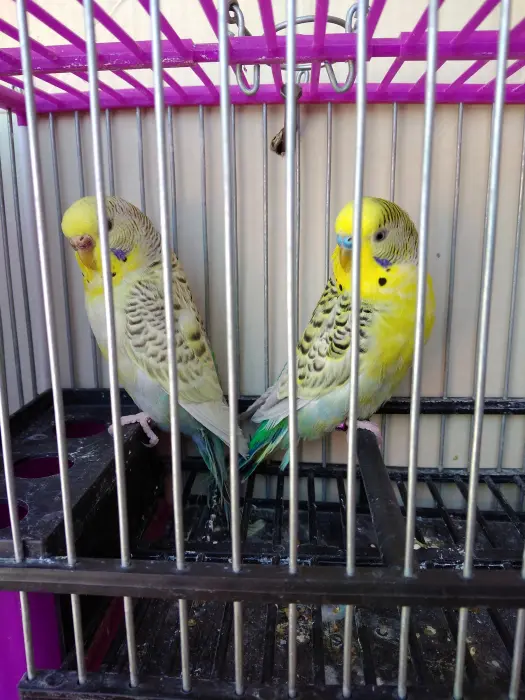 Péruch : texass, spangl, Grand, lutino...