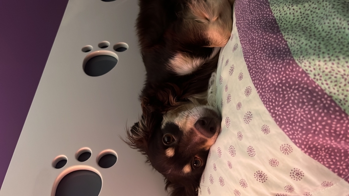 Chien adorable à adopter 🐾