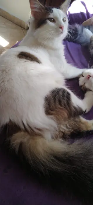 Adoption Enzo, Malle à Casablanca