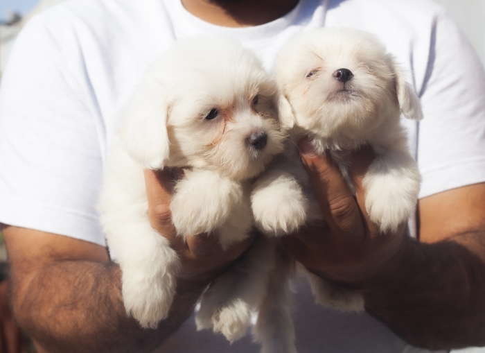 disponible chiots bichon maltais pur race