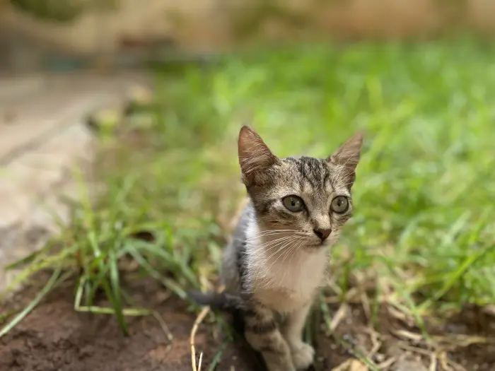 3 chatons à adopter