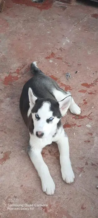 Husky