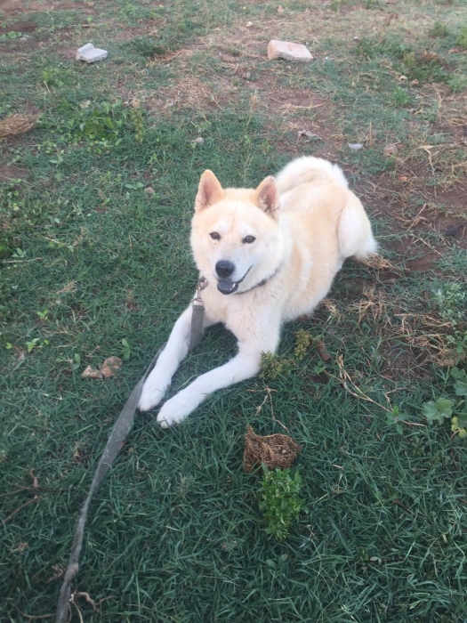 Akita langue bleu