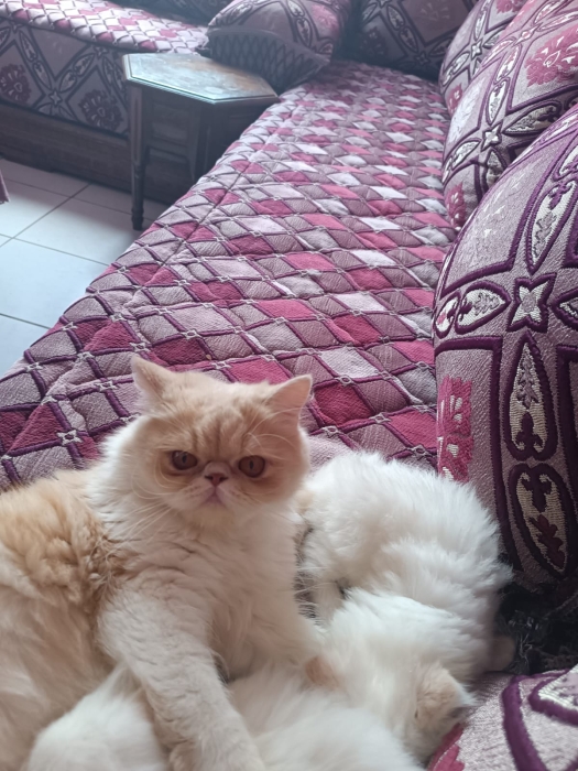 Chatte persane adulte