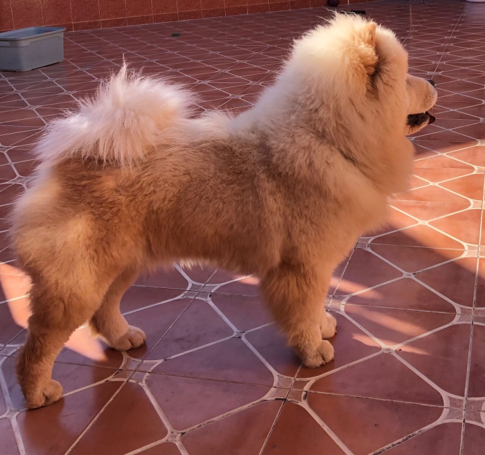 Chowchow pure race