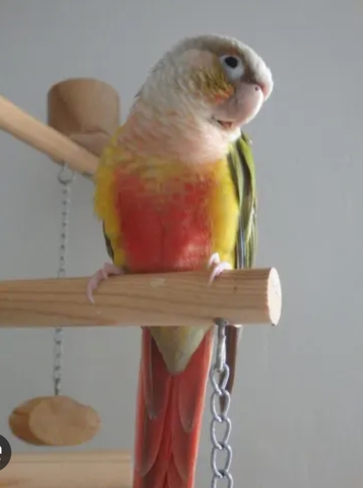 Molina bien dressé à Casablanca