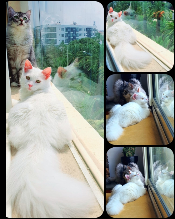 Male de père mainecoon