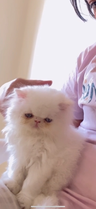 Persan picky face blanc