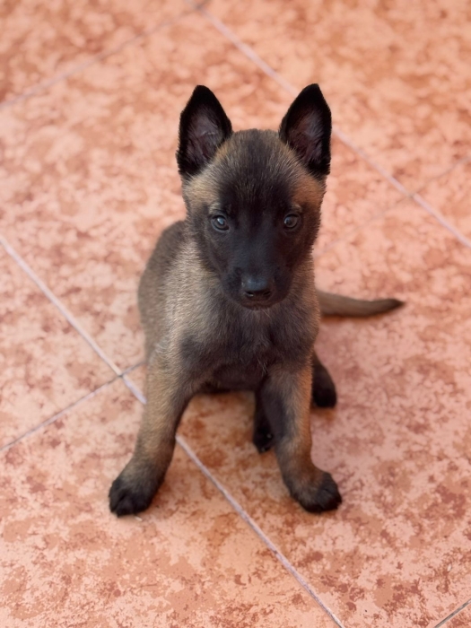 Malinois