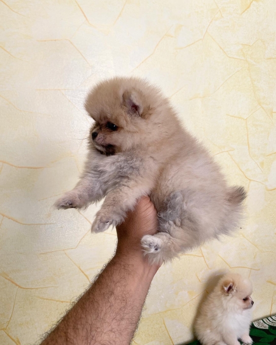 Pomeranian