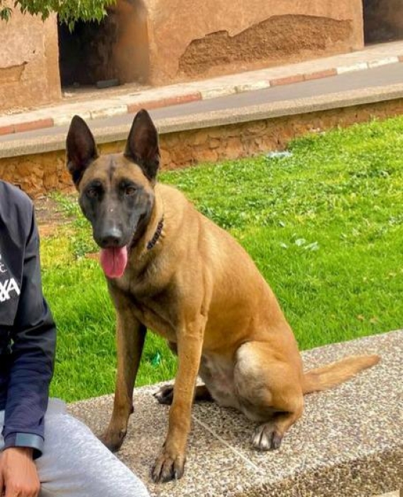 Femmelle malinois a meknes