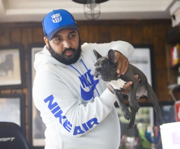 Disponibles magnifiques chiots bulldog bleu