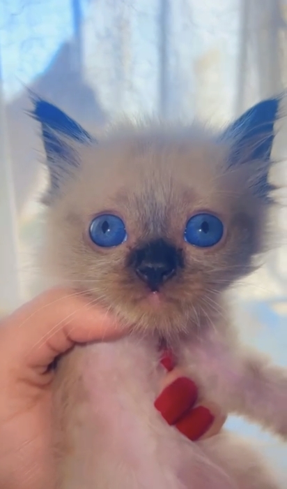 Chaton siamois a vendre