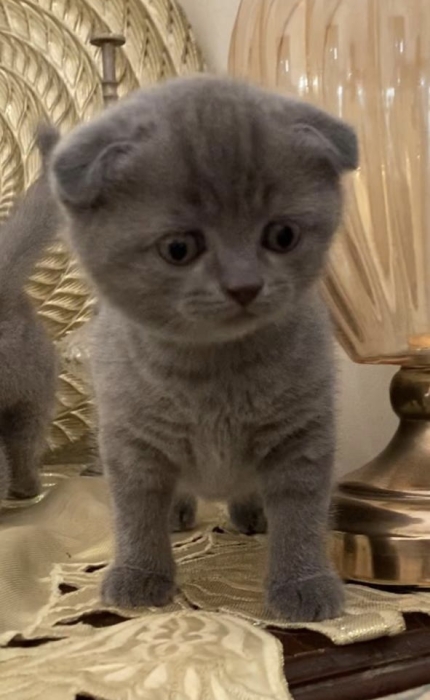 Scottish fold