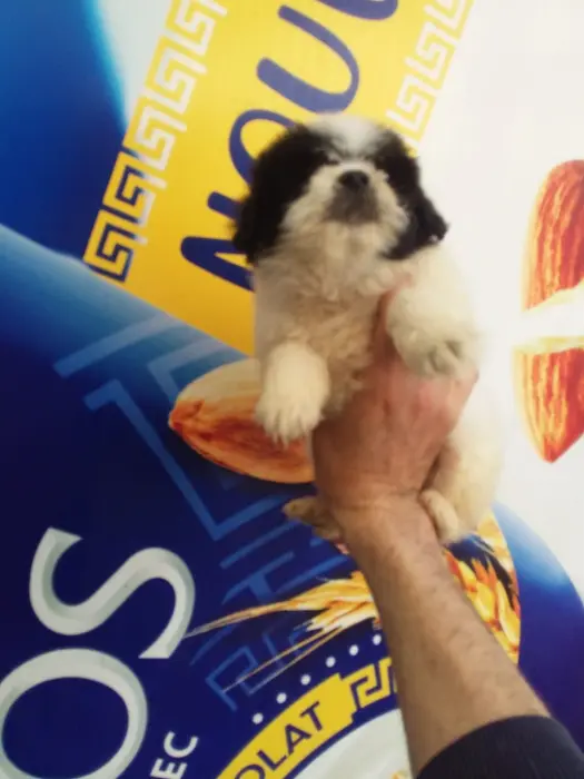 Bichon maltais et havanais