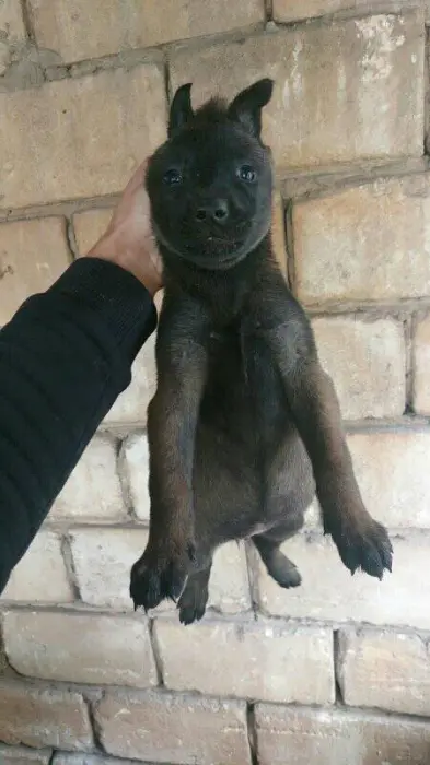 Malinois top