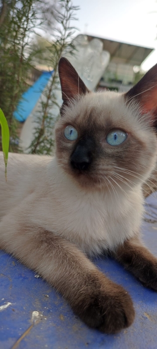 🌟 Chatons de Qualité Supérieure à Vendre: Birmanie et Autres Races Pure! 🌟